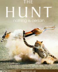 The Hunt