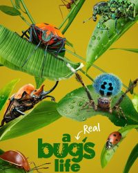 A Real Bug’s Life